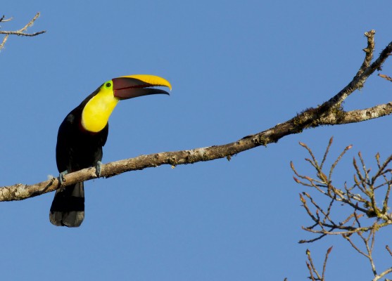 Yellow-throated Toucan, Costa Rica, Costa Rica Nature Tour, Costa Rica Birding Tour, Naturalist Journeys