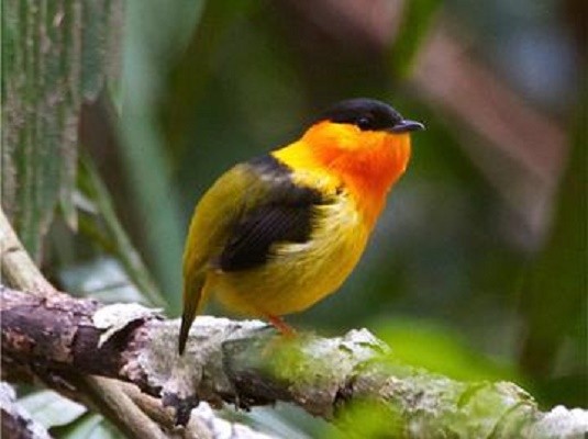 Orange-collared Manakin, Costa Rica, Costa Rica Birding Tour, Costa Rica Nature Tour, Naturalist Journeys 