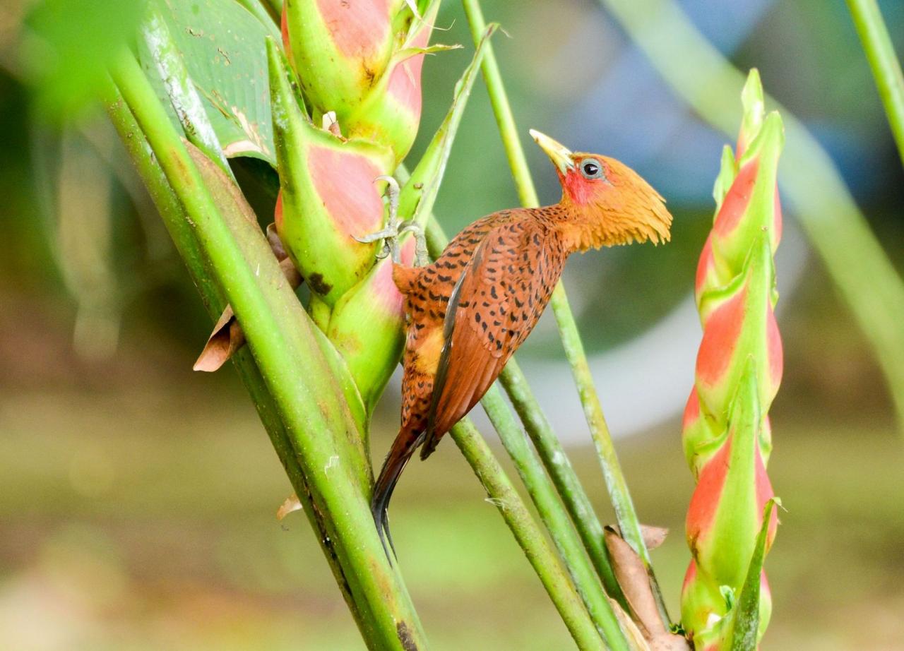 Chestnut-colored Woodpecker, Costa Rica, Costa Rica Birding Tour, Costa Rica Nature Tour, Winter Costa Rica Tour, Monteverde, Naturalist Journeys