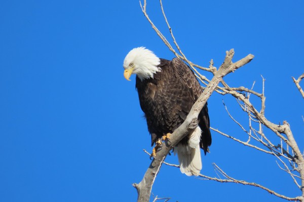 Bald Eagle, Yellowstone National Park, Yellowstone Birding Tour, Yellowstone Nature Tour, Yellowstone Wildlife Tour, Naturalist Journeys