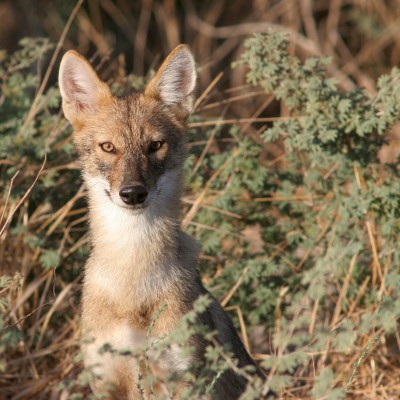 Golden Jackal, Israel Birding Tour, Israel Nature Tour, Israel, Naturalist Journeys, Middle East Birding