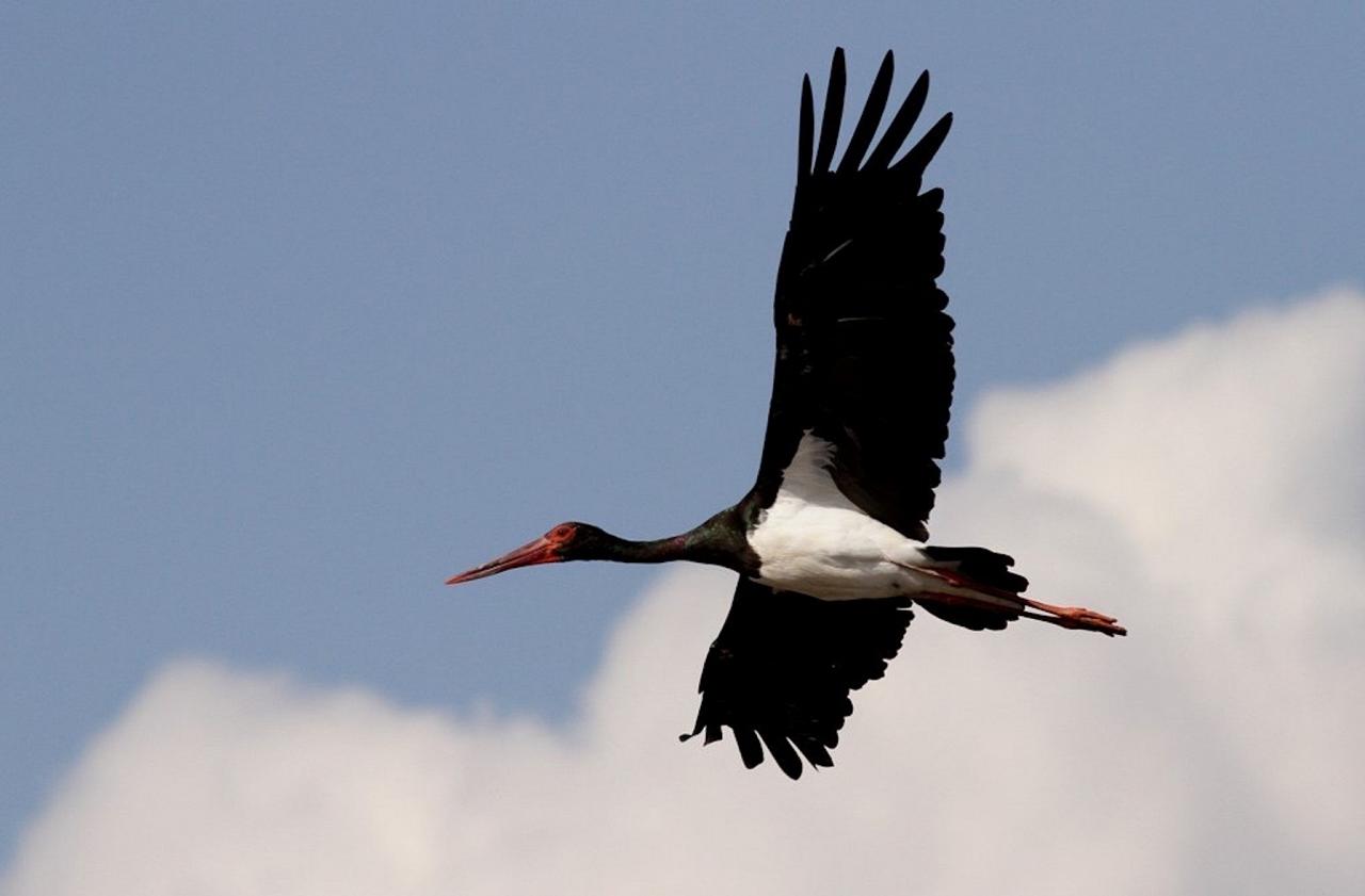 Black Stork, Israel Birding Tour, Israel Nature Tour, Israel, Naturalist Journeys, Middle East Birding