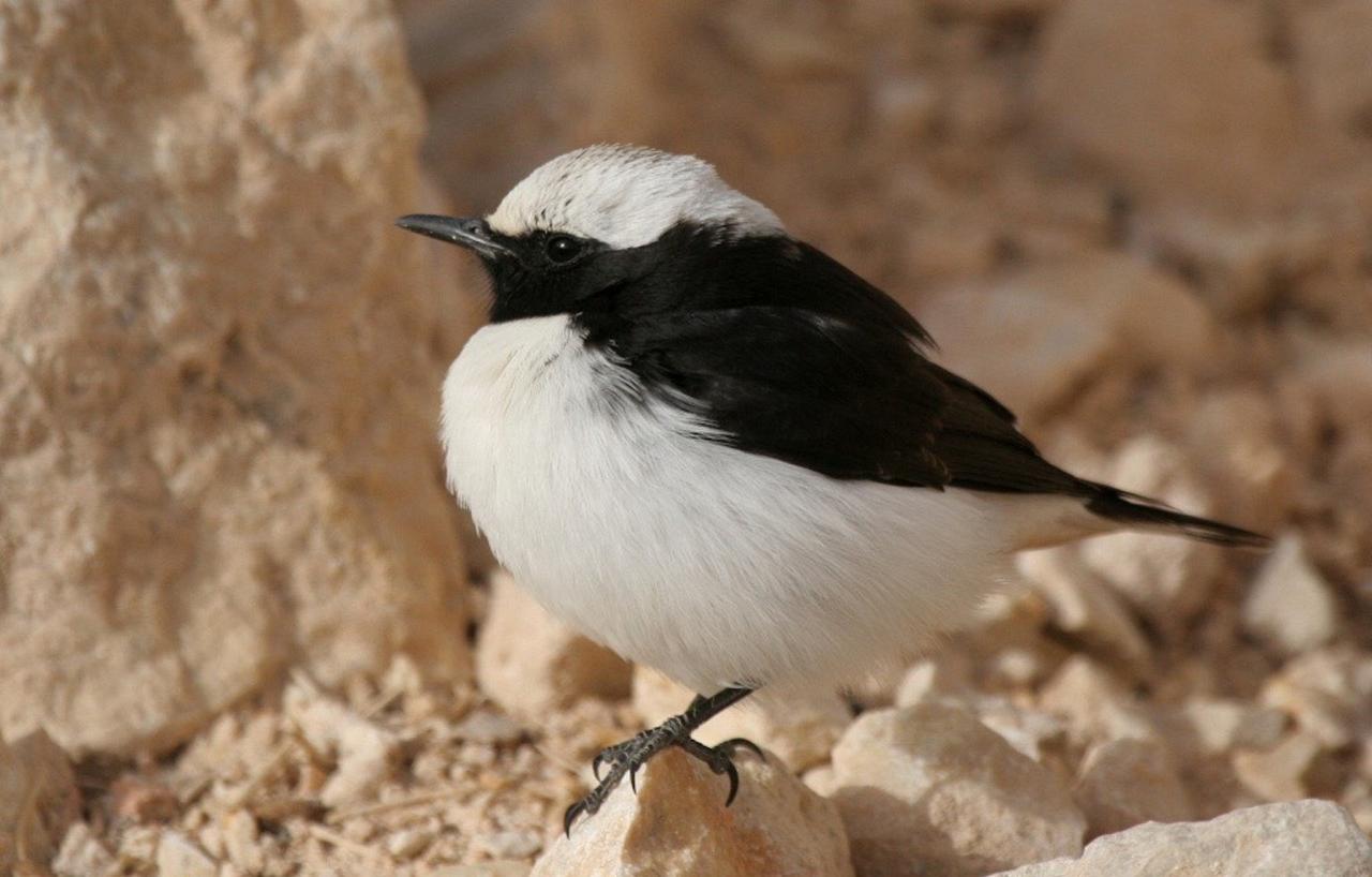 Eastern Mourning Wheatear, Israel Birding Tour, Israel Nature Tour, Israel, Naturalist Journeys, Middle East Birding