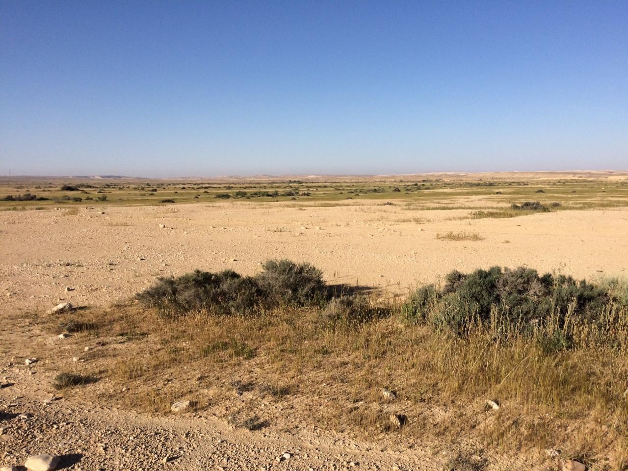 Nizzana, Israel Birding Tour, Israel Nature Tour, Israel, Naturalist Journeys, Middle East Birding
