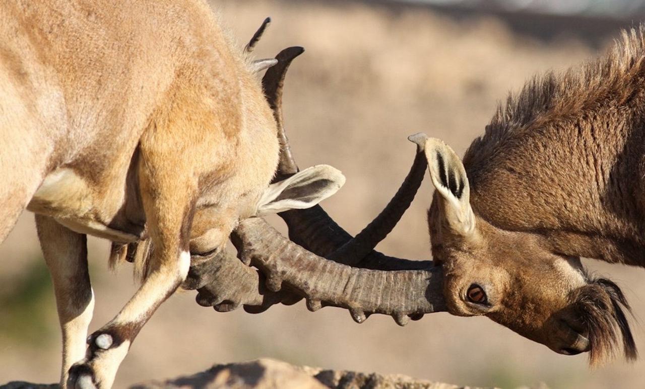 Nubian Ibex, Israel Birding Tour, Israel Nature Tour, Israel, Naturalist Journeys, Middle East Birding