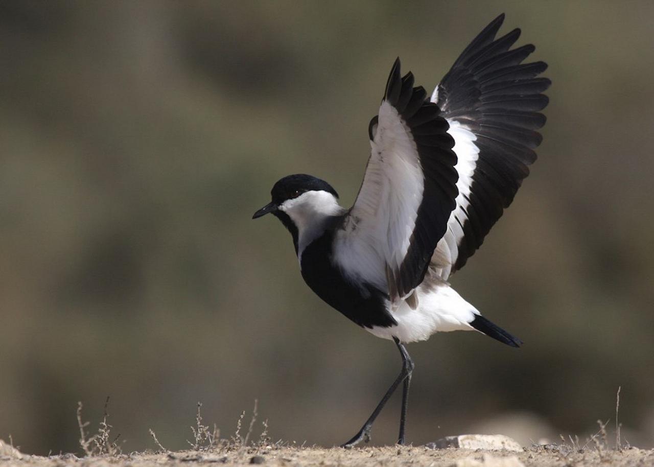 Spur-winged Lapwing, Israel Birding Tour, Israel Nature Tour, Israel, Naturalist Journeys, Middle East Birding