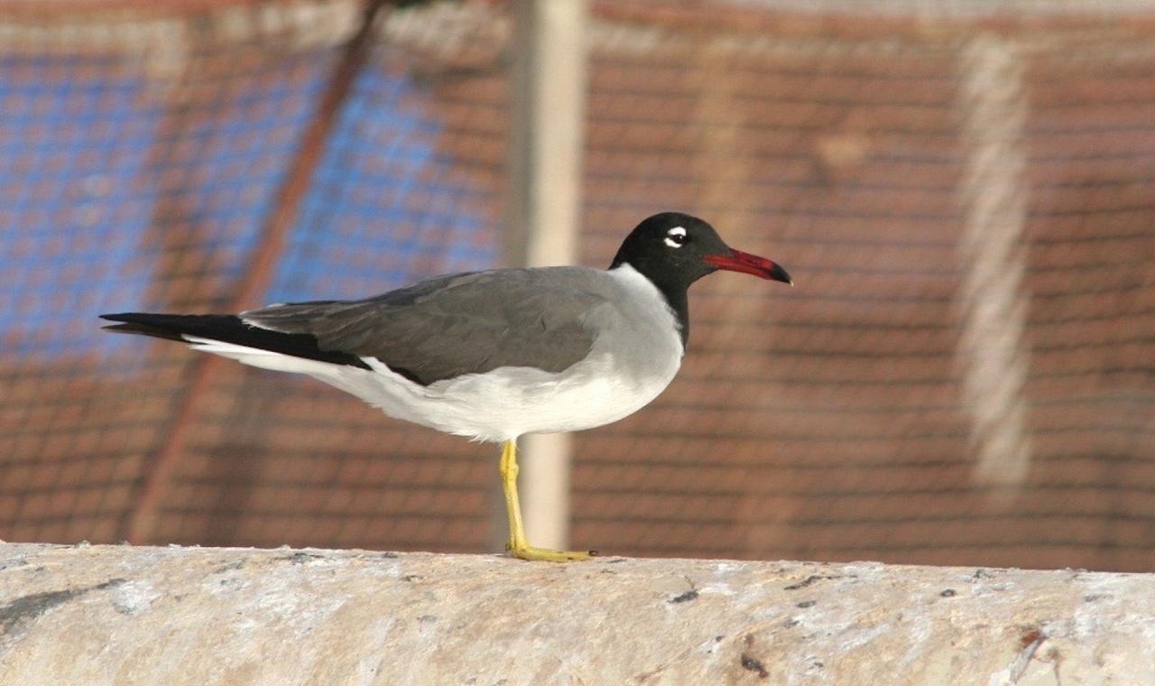 White-eyed Gull, Israel Birding Tour, Israel Nature Tour, Israel, Naturalist Journeys, Middle East Birding