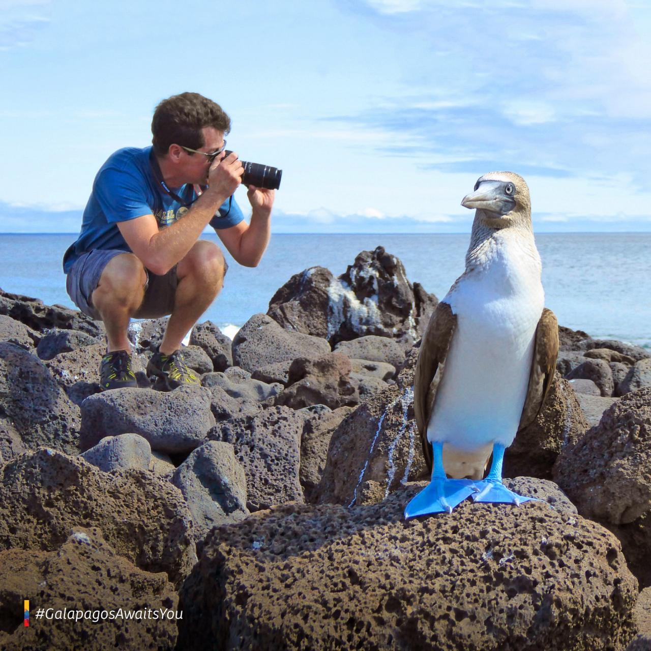 Blue-footed Booby, Galapagos, Galapagos Nature Cruise, Galapagos Wildlife Cruise, Galapagos Birding Cruise, Naturalist Journeys