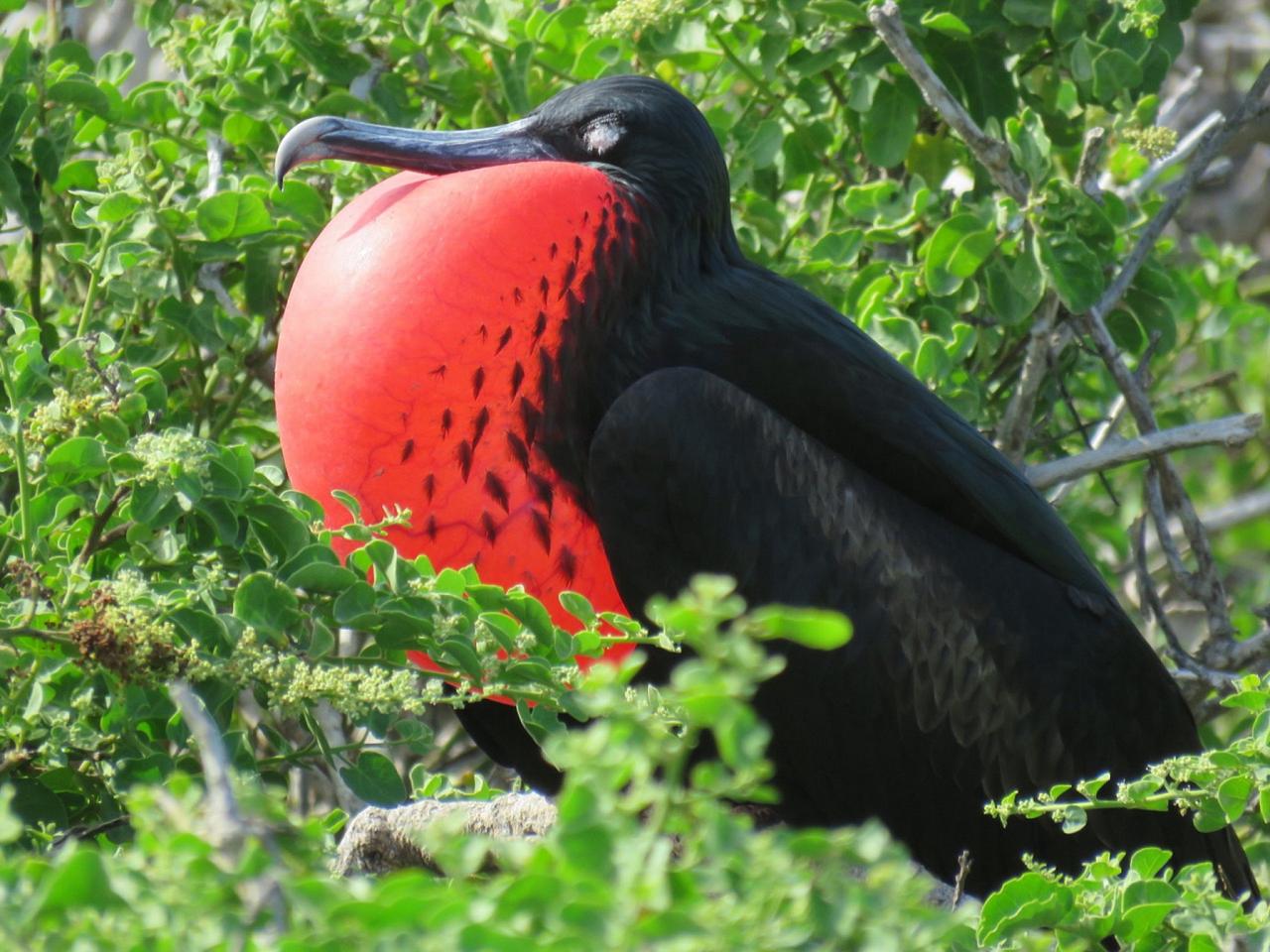 Magnificent Frigatebird, Galapagos, Galapagos Nature Cruise, Galapagos Wildlife Cruise, Galapagos Birding Cruise, Naturalist Journeys