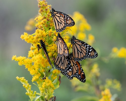 Monarch Migration, Monarch Migration Tour, Mexico Butterfly Tour, Mexico Nature Tour, Mexico Birding Tour, Michoacan, Naturalist Journeys