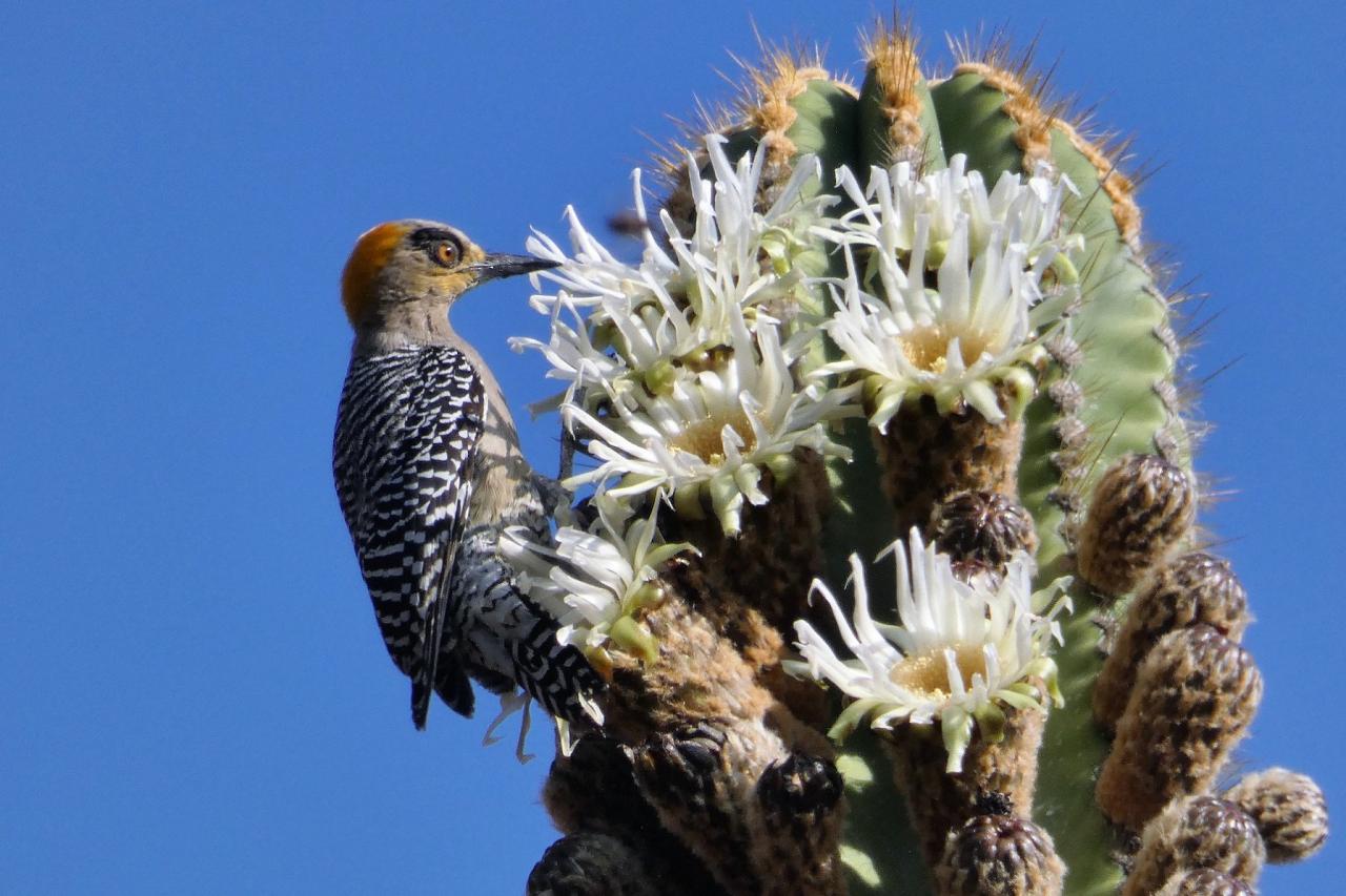 Golden-cheeked Woodpecker, Monarch Migration, Monarch Migration Tour, Mexico Butterfly Tour, Mexico Nature Tour, Mexico Birding Tour, Michoacan, Naturalist Journeys
