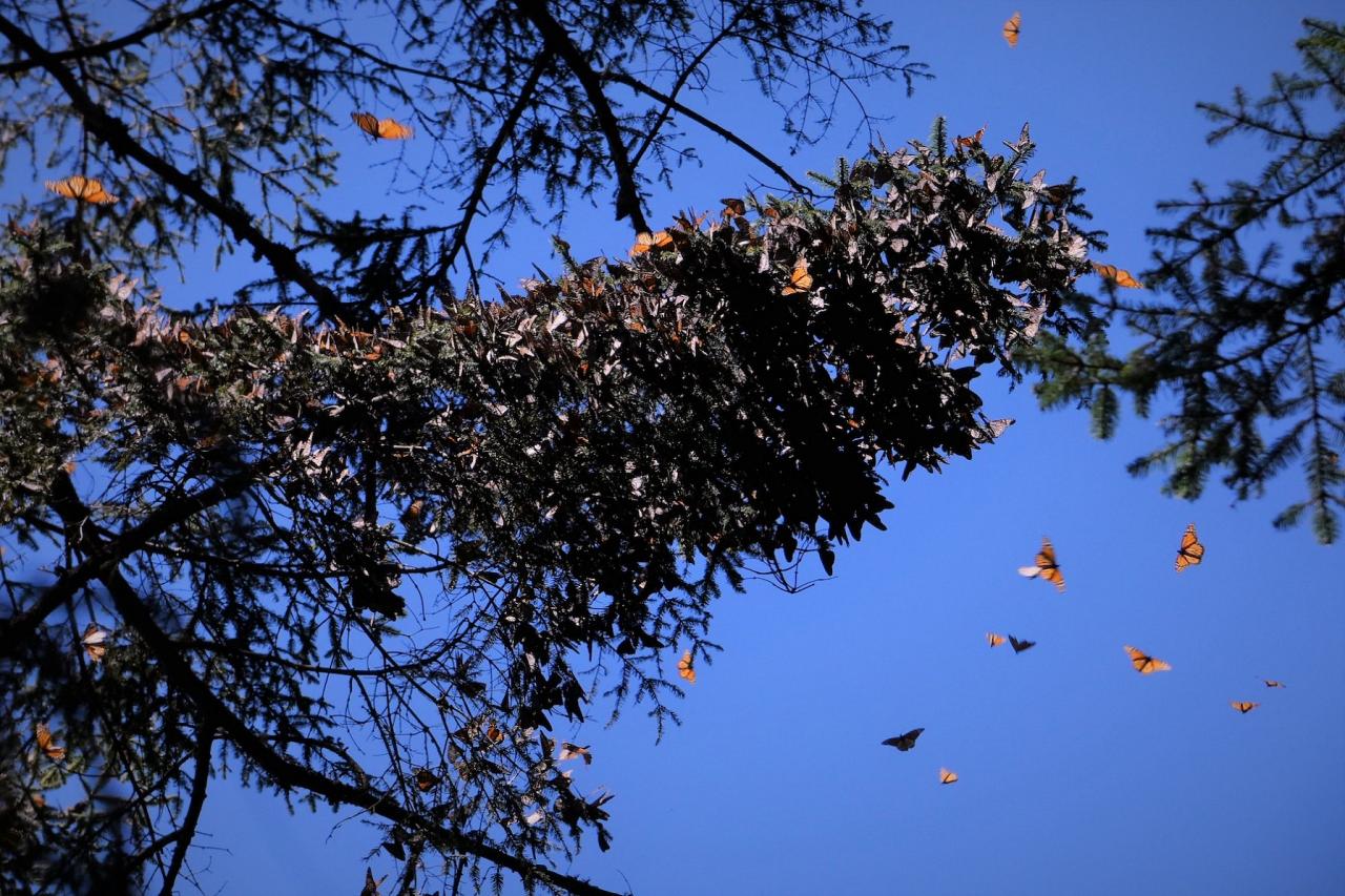 Monarch cluster, Monarch Migration, Monarch Migration Tour, Mexico Butterfly Tour, Mexico Nature Tour, Mexico Birding Tour, Michoacan, Naturalist Journeys
