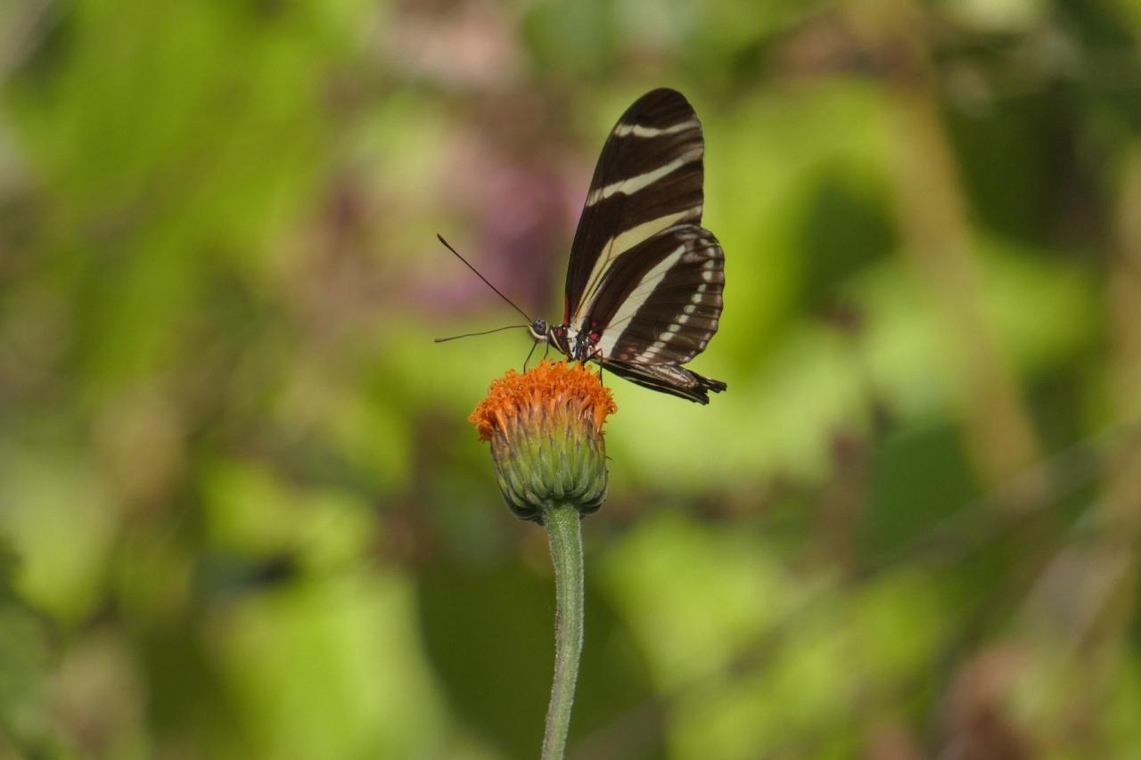 Zebra Longwing, Monarch Migration, Monarch Migration Tour, Mexico Butterfly Tour, Mexico Nature Tour, Mexico Birding Tour, Michoacan, Naturalist Journeys