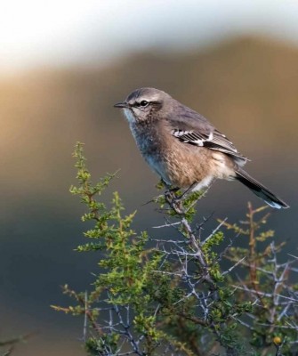 Patagonian Mockingbird, Patagonia, Patagonia Nature Tour, Naturalist Journeys, Argentina, Chile