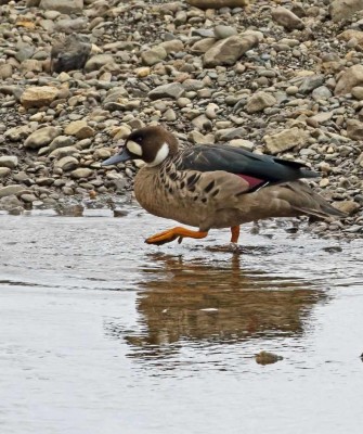 Spectacled Duck, Patagonia, Patagonia Nature Tour, Naturalist Journeys, Argentina, Chile