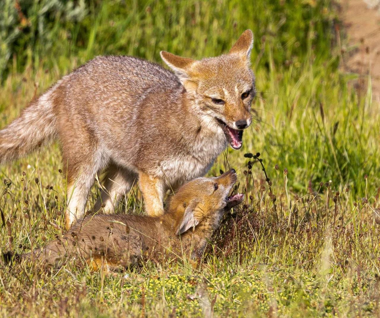 Patagonian Fox, Patagonia, Patagonia Nature Tour, Naturalist Journeys, Argentina, Chile