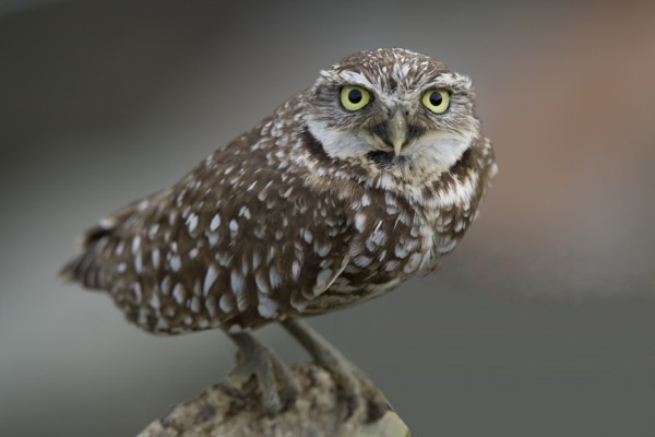 Burrowing Owl, Sandhill Crane Migration Tour, Platte River, Nebraska, Migration Tour, Naturalist Journeys