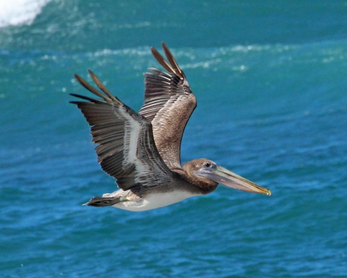Brown Pelican, Mexico, Sea of Cortez, Nature Cruise, Sea of Cortez cruise, Naturalist Journeys 