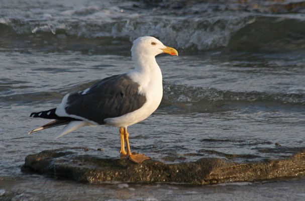 Yellow-legged Gull, Mexico, Sea of Cortez, Nature Cruise, Sea of Cortez cruise, Naturalist Journeys