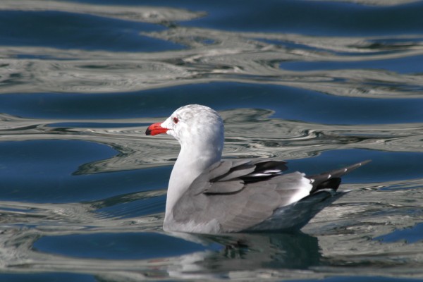 Gull, Mexico, Sea of Cortez, Nature Cruise, Sea of Cortez cruise, Naturalist Journeys