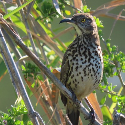 Gray Thrasher, Mexico, Sea of Cortez, Nature Cruise, Sea of Cortez cruise, Naturalist Journeys