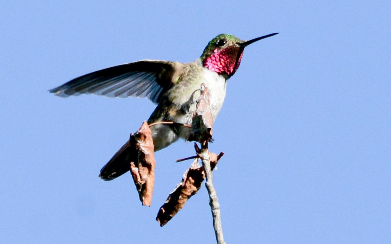 Broad-tailed Hummingbird, National Parks, Southwest National Parks, Utah, Naturalist Journeys, Utah Birding Tour