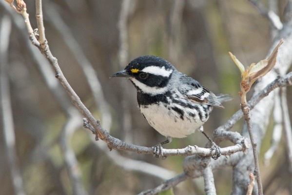 Black-throated Gray Warbler, Utah, Southwest Birding Tour, Utah Birding Tour, Arizona Birding Tour, National Park Birding Tour, Naturalist Journeys