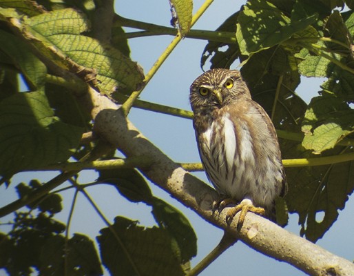 Ferruginous Pygmy-Owl, Mexico Birding & Nature, Pacific Mexico Tour, Naturalist Journeys Tour, Naturalist Journeys Birding & Nature Tour
