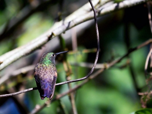 Berylline Hummingbird, Mexico Birding & Nature, Pacific Mexico Tour, Naturalist Journeys Tour, Naturalist Journeys Birding & Nature Tour