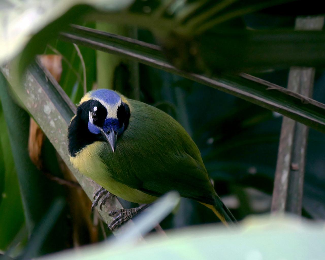 Green Jay, Mexico Birding & Nature, Pacific Mexico Tour, Naturalist Journeys Tour, Naturalist Journeys Birding & Nature Tour	