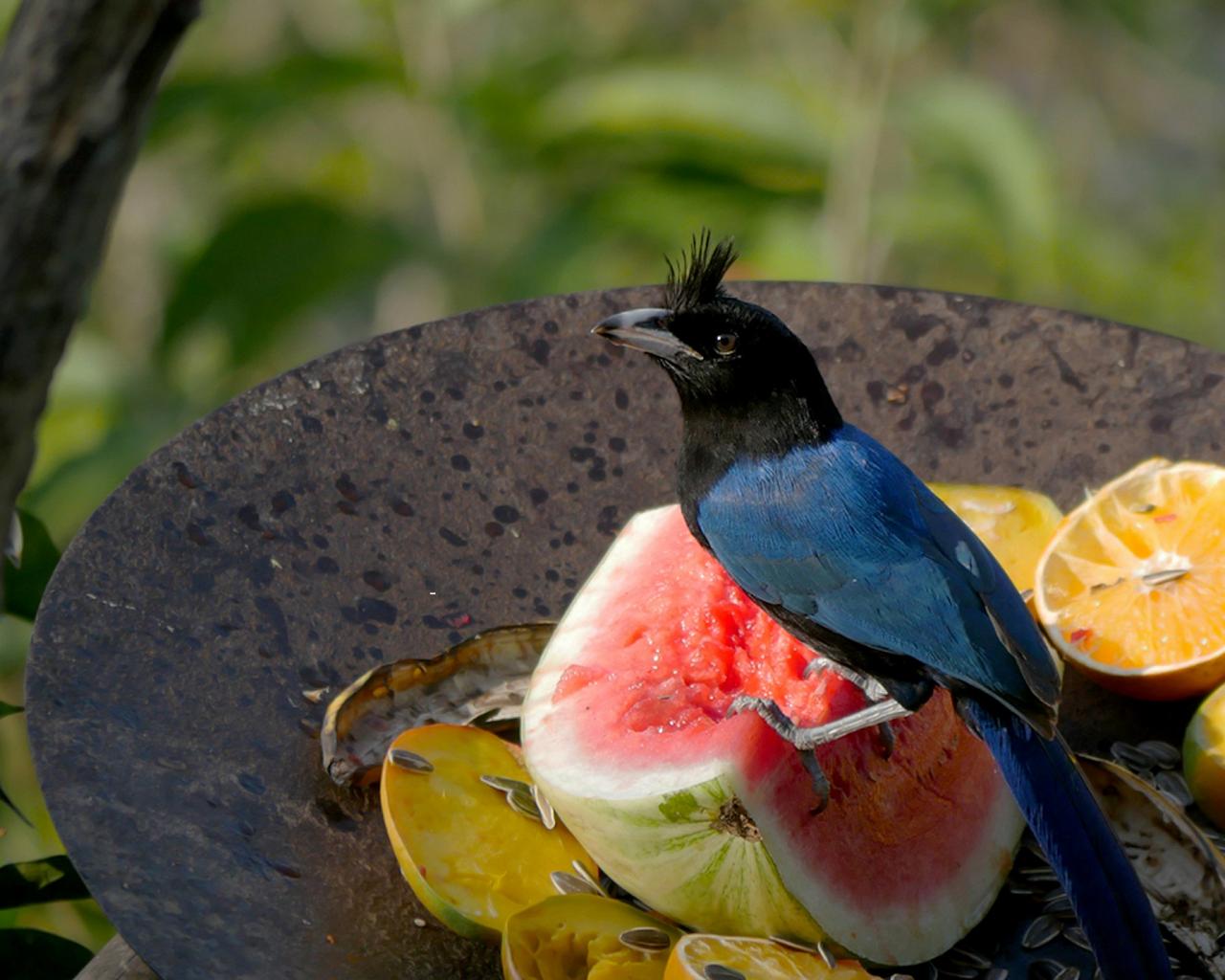 San Blas Jay, Mexico Birding & Nature, Pacific Mexico Tour, Naturalist Journeys Tour, Naturalist Journeys Birding & Nature Tour