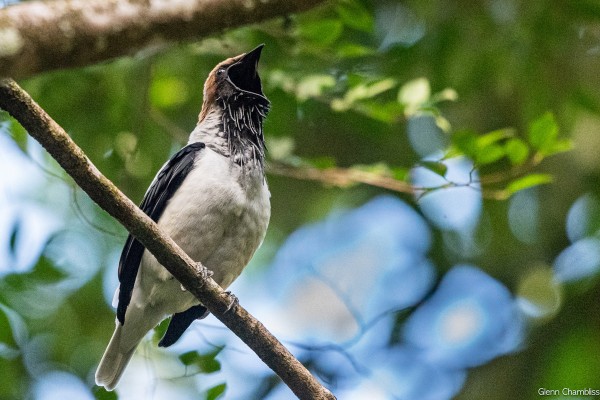 Bearded Bellbird, Trinidad, Trinidad & Tobago, Trinidad Birding Tour, Trinidad Birding & Nature, Naturalist Journeys, Caligo Ventures, Tobago Birding, Tobago Birding & nature