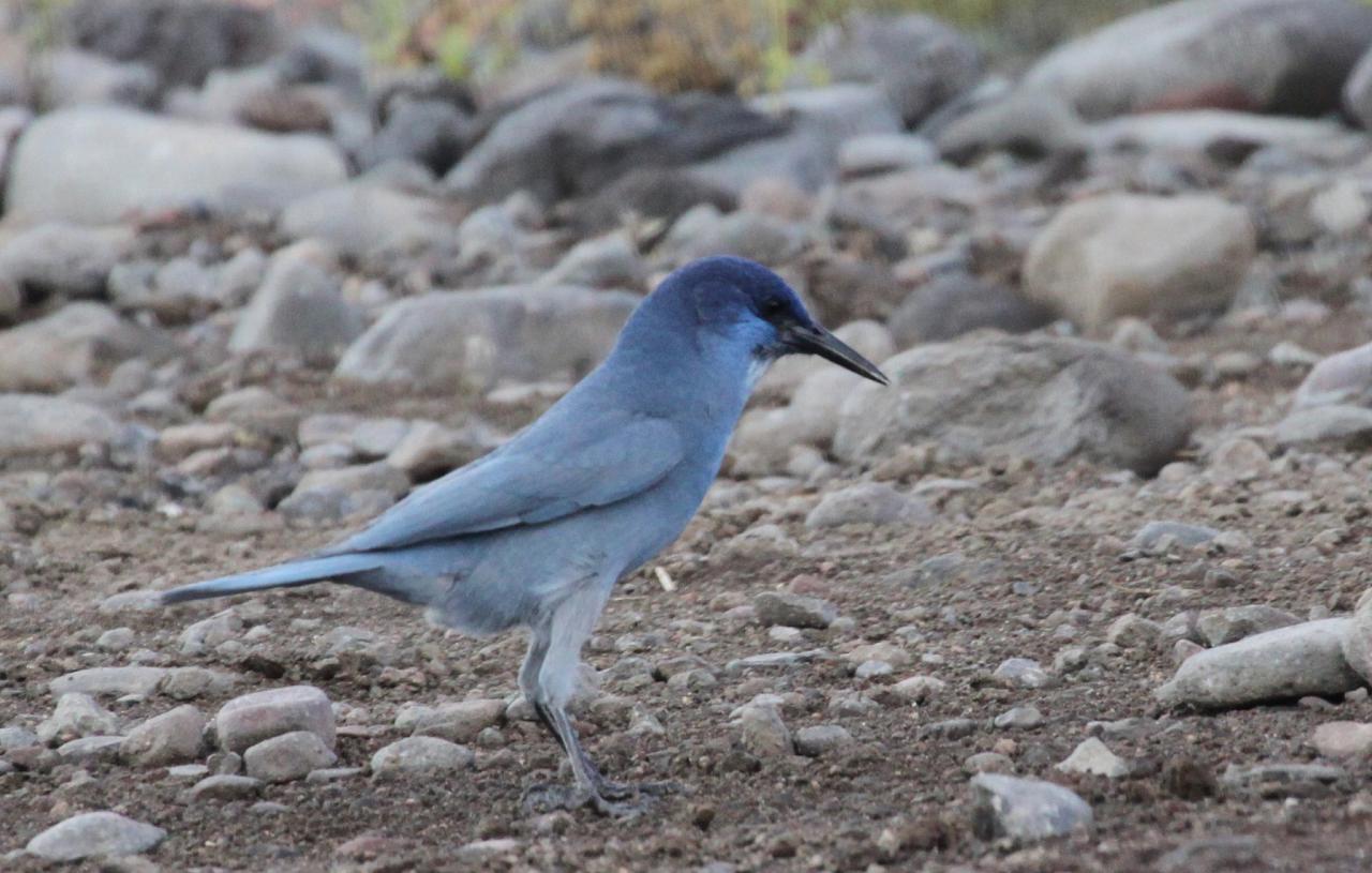 Pinyon Jay, Death Valley, Death Valley National Park, Death Valley Birding Tour, Death Valley Nature Tour, Death Valley Hiking Tour, Naturalist Journeys