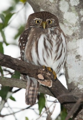 Ferruginous Pygmy Owl, South Texas, South Texas Nature Tour, South Texas Birding Tour, Naturalist Journeys