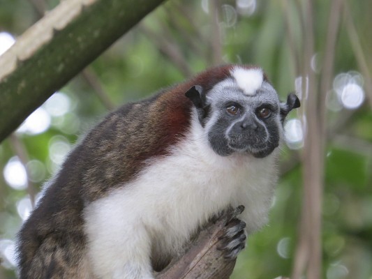 Geoffroy's Tamarin, Panama, Naturalist Journeys, Panama Wildlife Tour