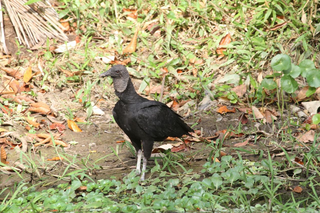 Black Vulture, Panama, Panama Birding Tour, Panama Nature Tour, Winter Panama Tour, Naturalist Journeys