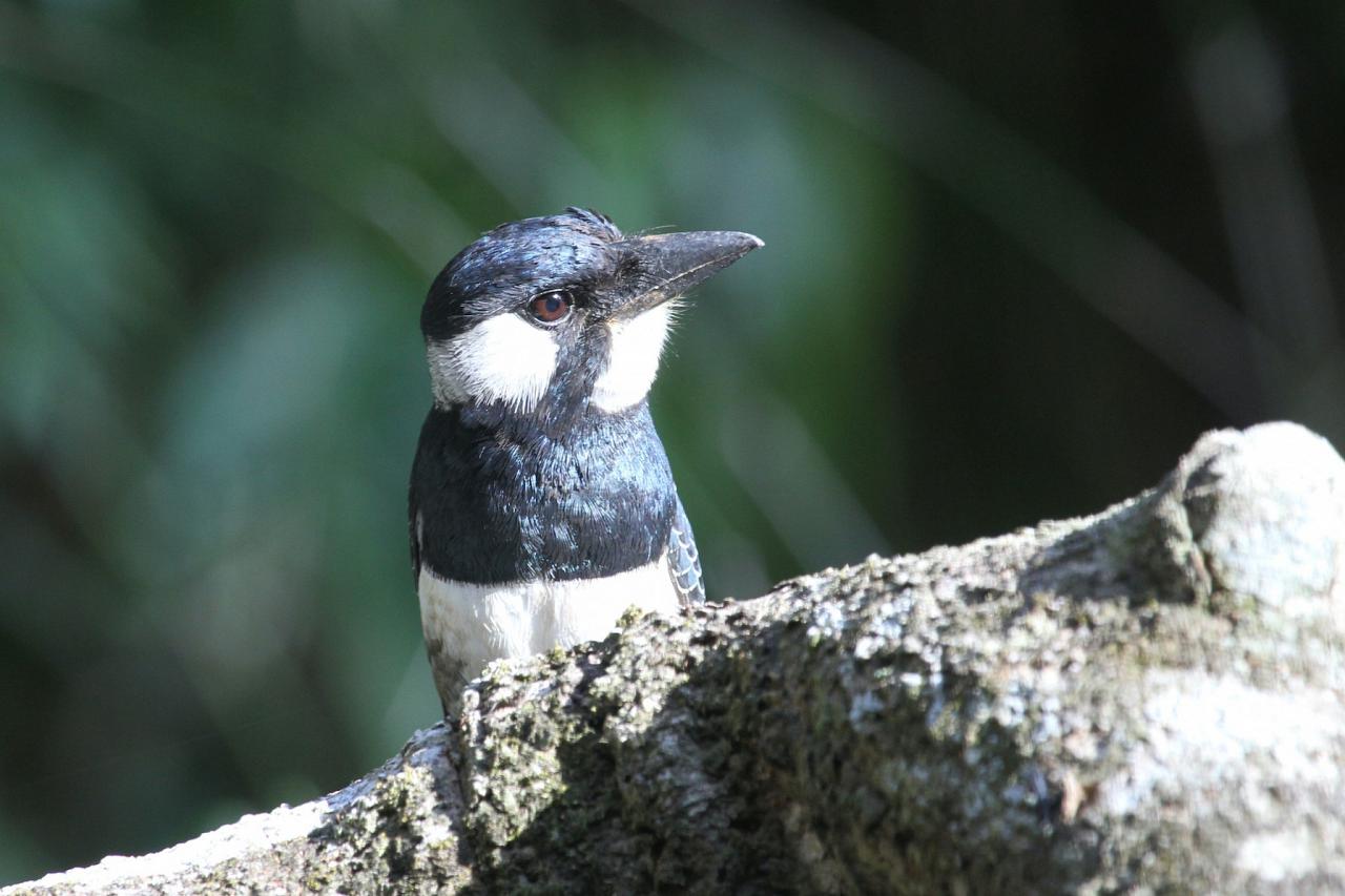 Black-breasted Puffbird, Panama, Panama Birding Tour, Panama Nature Tour, Winter Panama Tour, Naturalist Journeys