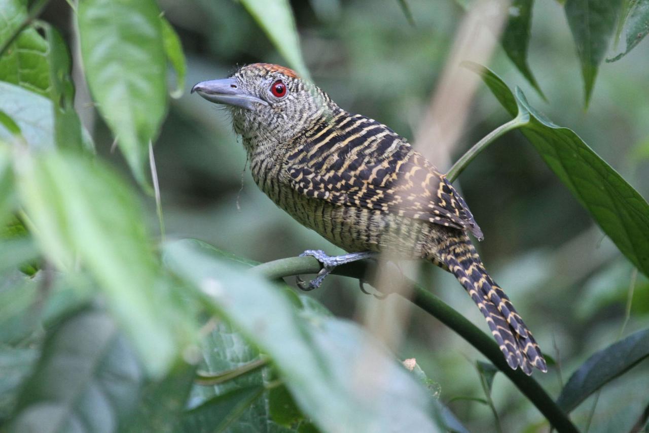 Fasciated Antshrike, Panama, Panama Birding Tour, Panama Nature Tour, Winter Panama Tour, Naturalist Journeys