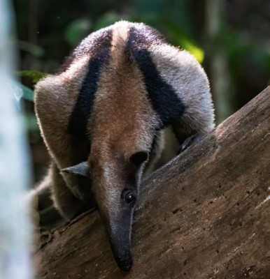 Anteater, Panama, Tranquilo Bay Birding, Panama Birding Tour, Panama Nature Tour, Naturalist Journeys