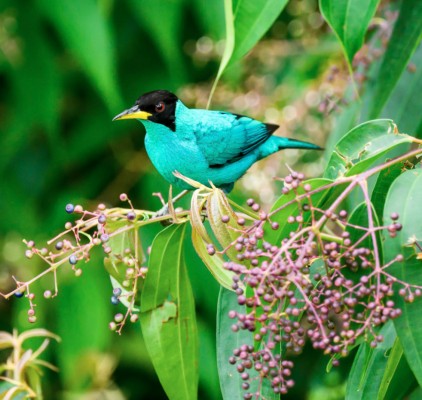 Green Honeycreeper, Panama, Tranquilo Bay Birding, Panama Birding Tour, Panama Nature Tour, Naturalist Journeys