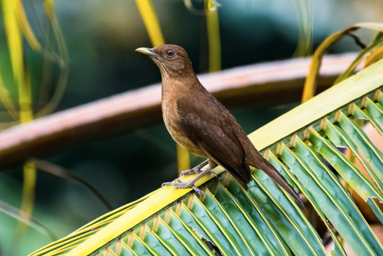 Clay-colored Thrush, Panama, Tranquilo Bay Birding, Panama Birding Tour, Panama Nature Tour, Naturalist Journeys