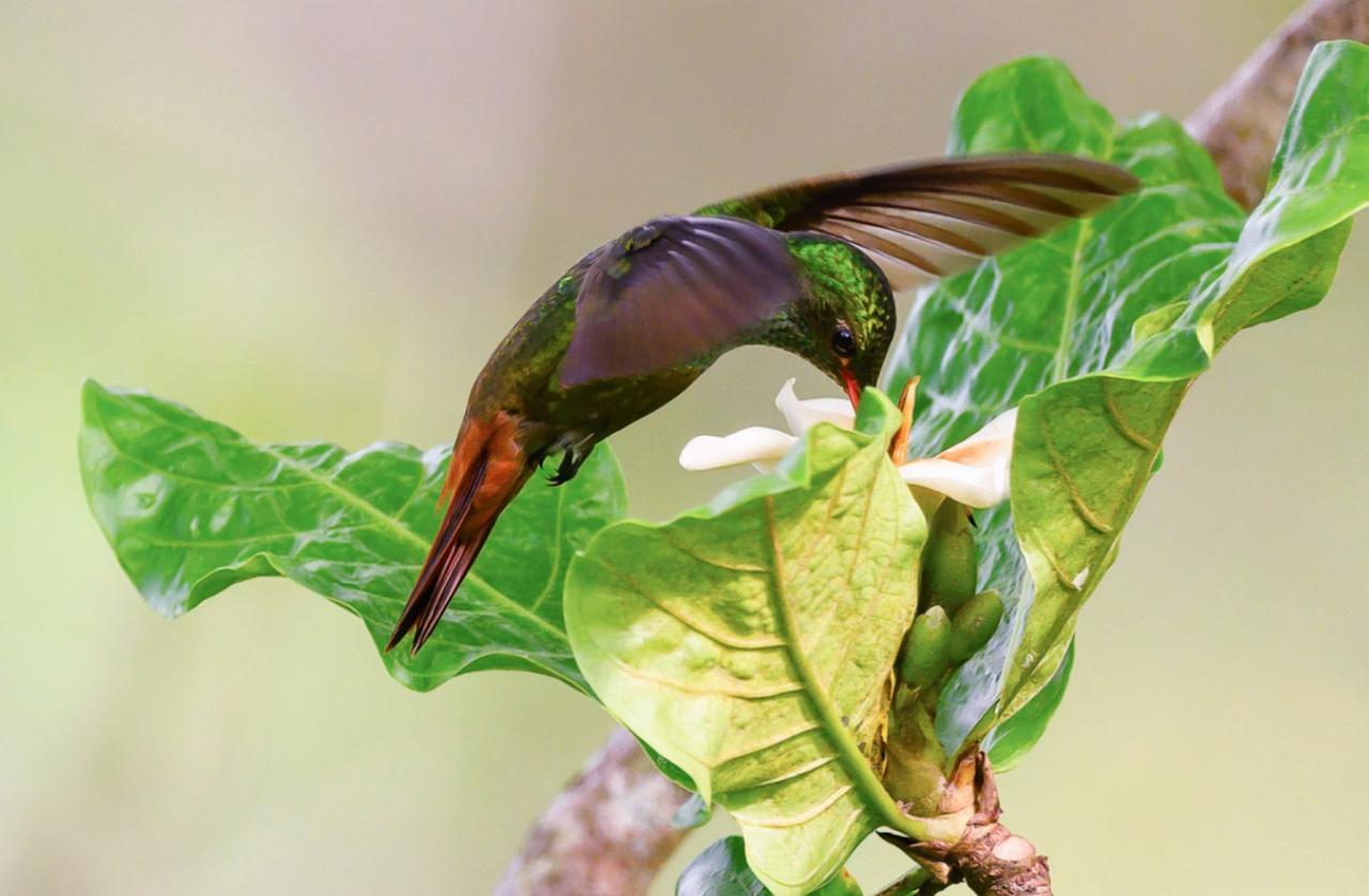 Rufous-tailed Hummingbird, Panama, Tranquilo Bay Birding, Panama Birding Tour, Panama Nature Tour, Naturalist Journeys