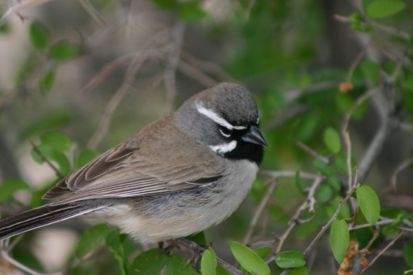Texas, Texas Hill Country, Texas Nature Tour, Texas Birding Tour, Naturalist Journeys