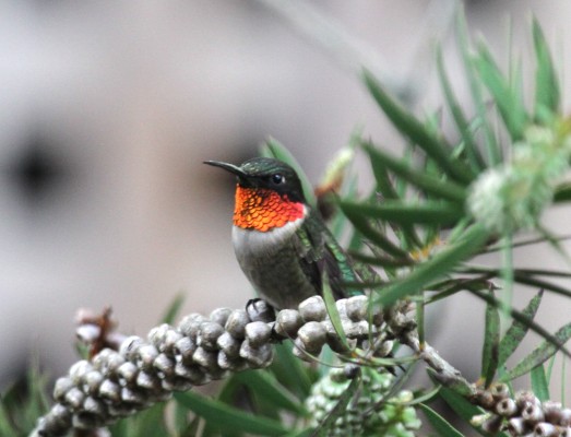 Ruby-throated Hummingbird, Texas, Texas Hill Country, Texas Nature Tour, Texas Birding Tour, Naturalist Journeys
