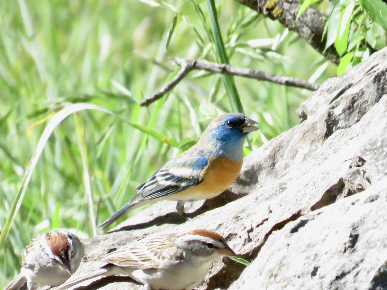 Lazuli Bunting, Texas Hill Country, Texas, Texas Birding Tour, Texas Nature Tour, Naturalist JOunreys 