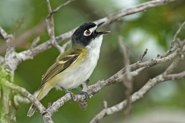 Black-capped Vireo, Texas Hill Country, Texas Nature Tour, Texas Birding Tour, Texas hill Country Nature Tour, Texas hill Country Birding Tour, Naturalist Journeys