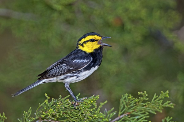 Golden-cheeked Warbler, Texas Hill Country, Texas Nature Tour, Texas Birding Tour, Texas hill Country Nature Tour, Texas hill Country Birding Tour, Naturalist Journeys