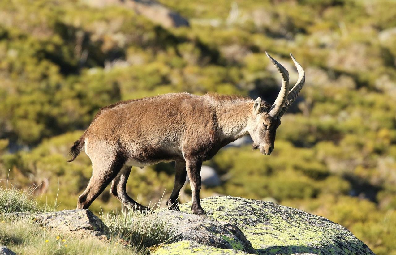 Iberian Ibex, Spain Birding Tour, Spain Nature Tour, Spain, Naturalist Journeys
