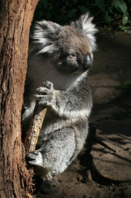 Koala, Australia, Australia Nature Tour, Australia Wildlife Tour, Australia Birding Tour, Naturalist Journeys