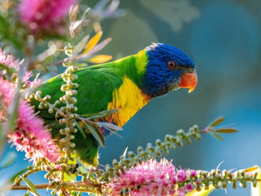 Rainbow Lorikeet, Australia, Australia Nature Tour, Australia Wildlife Tour, Australia Birding Tour, Naturalist Journeys